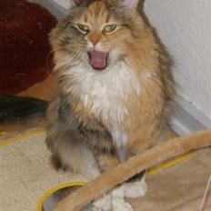 Blanding af racer Freja