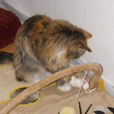 Blanding af racer Freja