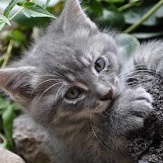 Blanding af racer Oskar