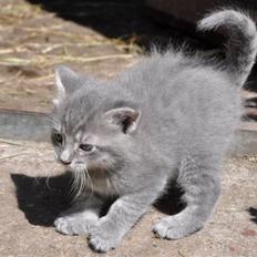 Blanding af racer Oskar