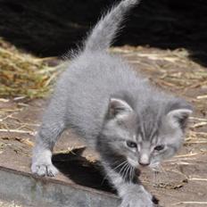 Blanding af racer Oskar