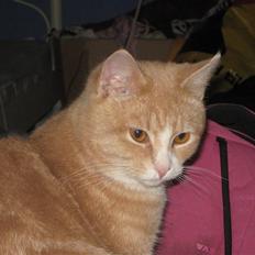 Huskat Duffe ( R.I.P. )