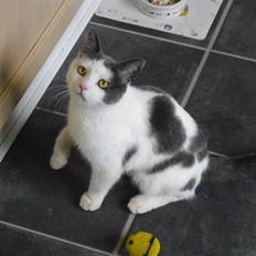 Blanding af racer Trold