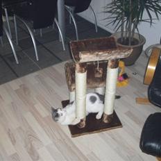 Blanding af racer Trold