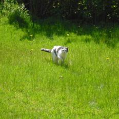 Blanding af racer Trold