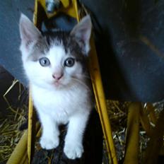 Huskat Magnus Pivert Prut.