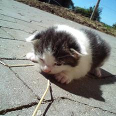 Huskat Magnus Pivert Prut.