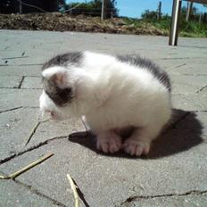 Huskat Magnus Pivert Prut.