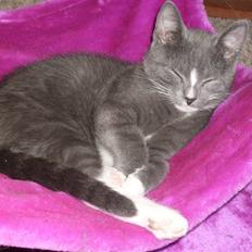 Blanding af racer bølle