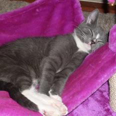 Blanding af racer bølle