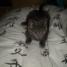 Blanding af racer laban