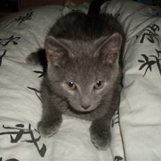 Blanding af racer laban