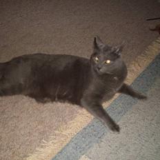 Blanding af racer laban