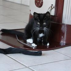 Blanding af racer Lionel (maries)