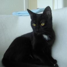 Blanding af racer Aicha