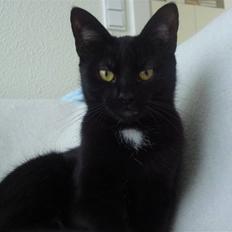 Blanding af racer Aicha