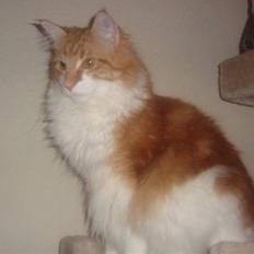 Maine Coon Findus Robbie *AFLIVET*