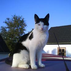 Huskat Plet ( SOLGT )