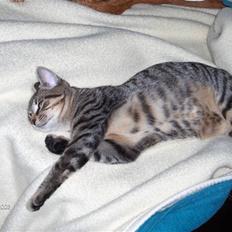 Blanding af racer Alvin