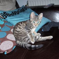 Blanding af racer Alvin