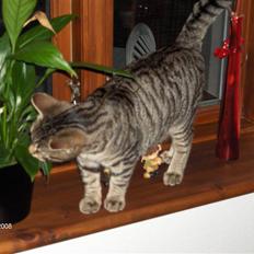 Blanding af racer Alvin