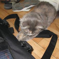 Blanding af racer Søvnig