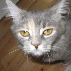 Blanding af racer Søvnig