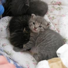 Blanding af racer Mathilde