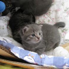 Blanding af racer Mathilde