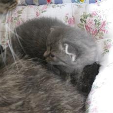 Blanding af racer Mathilde