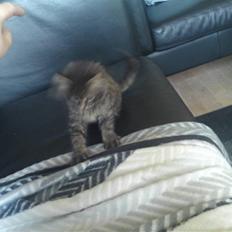 Norsk Skovkat Tarzan R.I.P