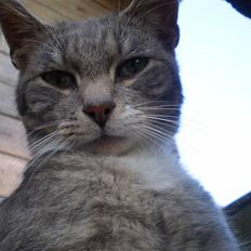 Blanding af racer Tiger<3