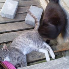 Blanding af racer Tiger<3