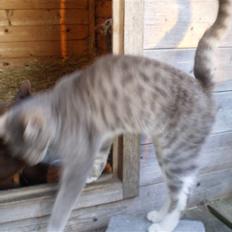 Blanding af racer Tiger<3