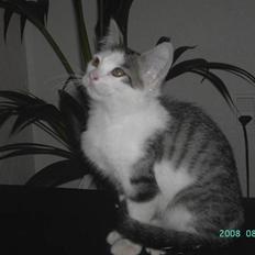 Blanding af racer Pussy