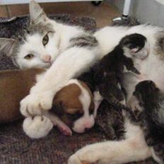 Blanding af racer Pussy