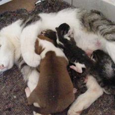 Blanding af racer Pussy