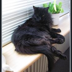 Maine Coon Karoo (Himmelkat)