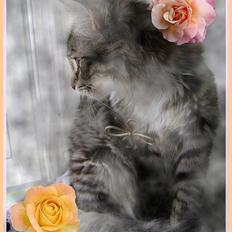 Blanding af racer MCO/NFO - Sorte