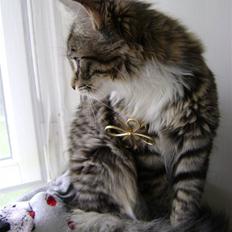 Blanding af racer MCO/NFO - Sorte