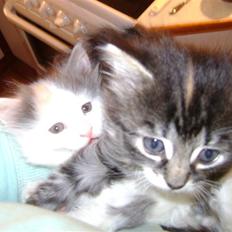 Blanding af racer MCO/NFO - Sorte