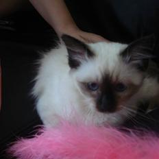 Hellig Birma Joshua The Prince