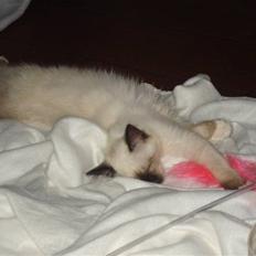 Hellig Birma Joshua The Prince