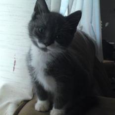 Huskat Laban ( Solgt ) 