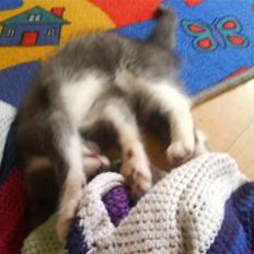 Huskat Laban ( Solgt ) 