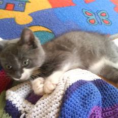 Huskat Laban ( Solgt ) 