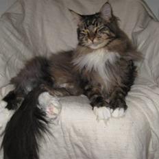Maine Coon Findus Better Man