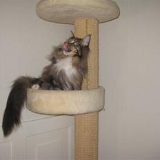 Maine Coon Findus Better Man