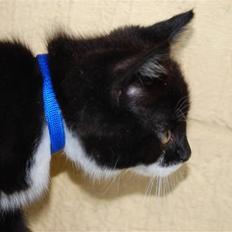 Blanding af racer Diablo