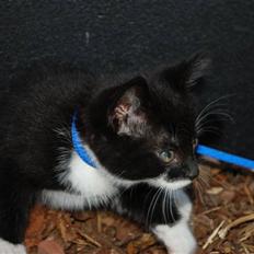 Blanding af racer Diablo